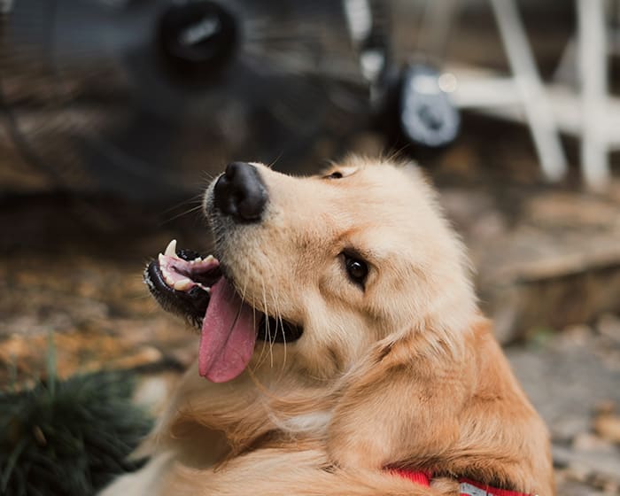 Vet Dentist in Mamaroneck 