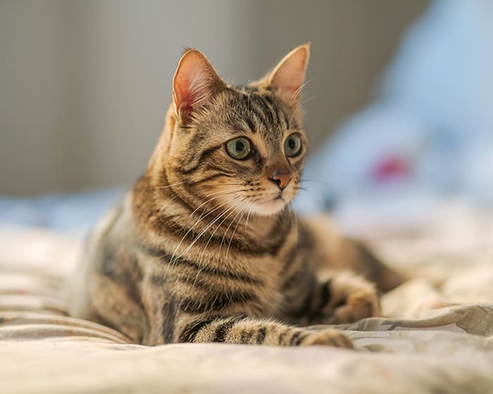 Cat Geriatric Veterinarian Care for Pets, Mamaroneck cat geriatric care