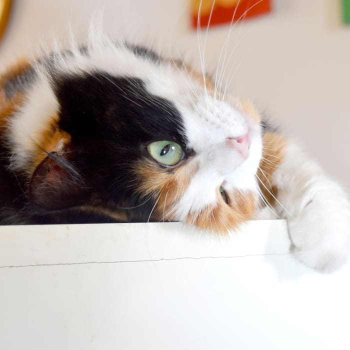 Veterinary Internal Medicine Specialists in Mamaroneck 