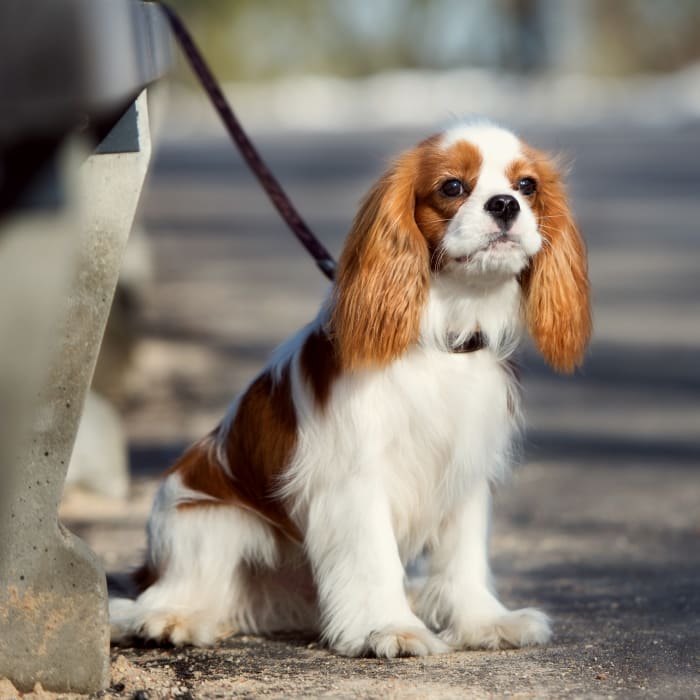 Veterinary Internal Medicine in Mamaroneck 