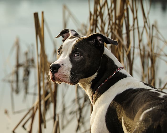 Veterinary Cold Laser Therapy in Mamaroneck 